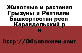 Животные и растения Грызуны и Рептилии. Башкортостан респ.,Караидельский р-н